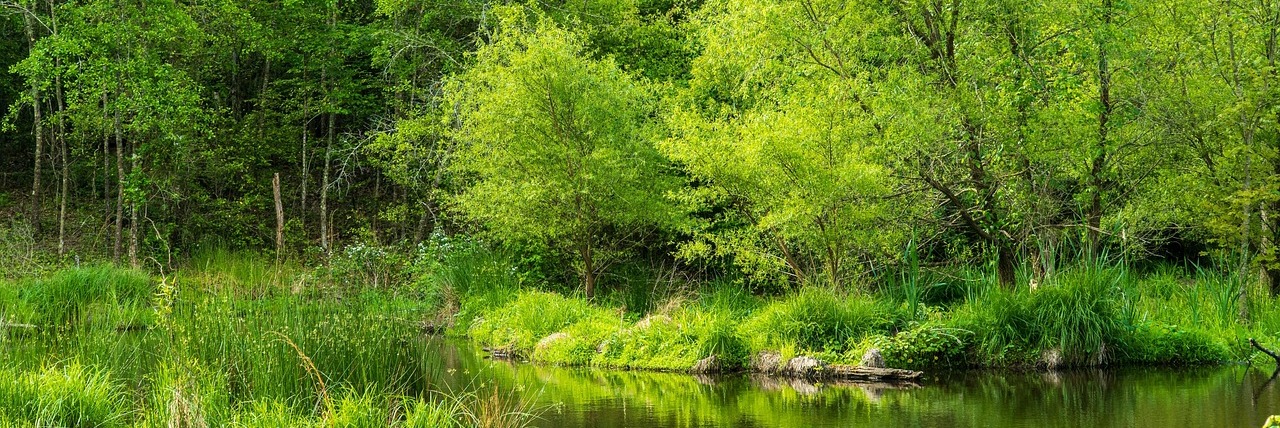 Climate Action & Environmental Conservation